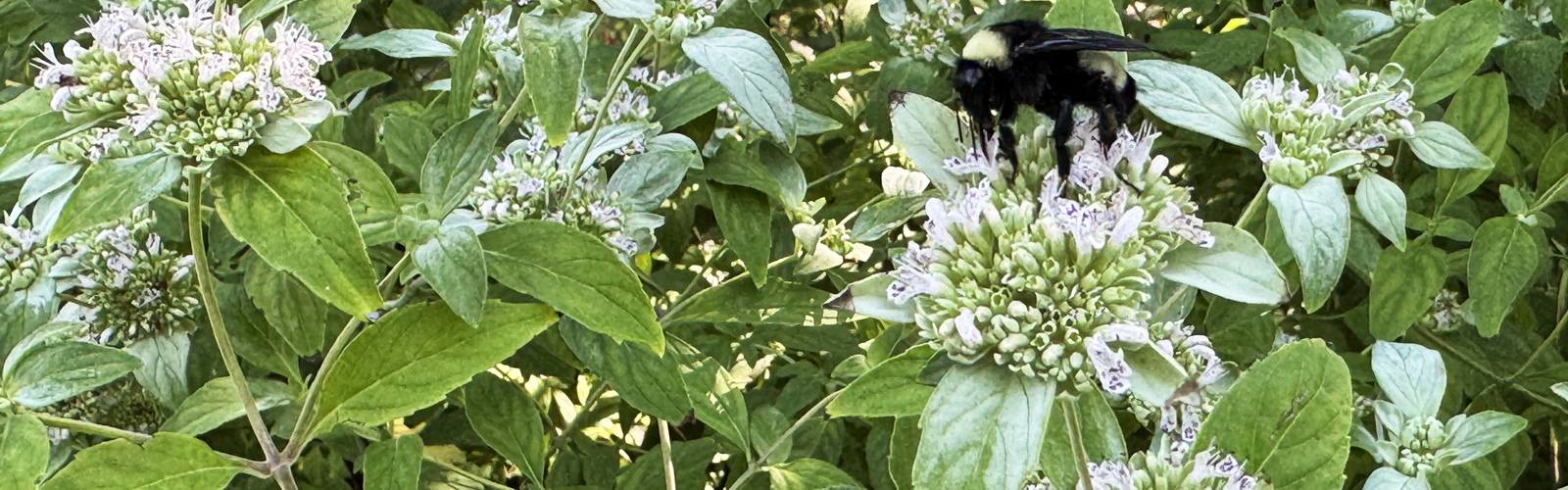 Tiny white flowers grow in clusters on a bush.