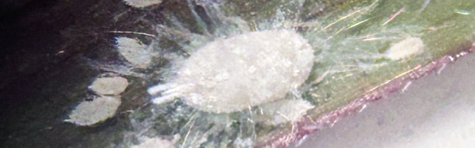 Closeup of pasture mealybugs on a blade of grass.