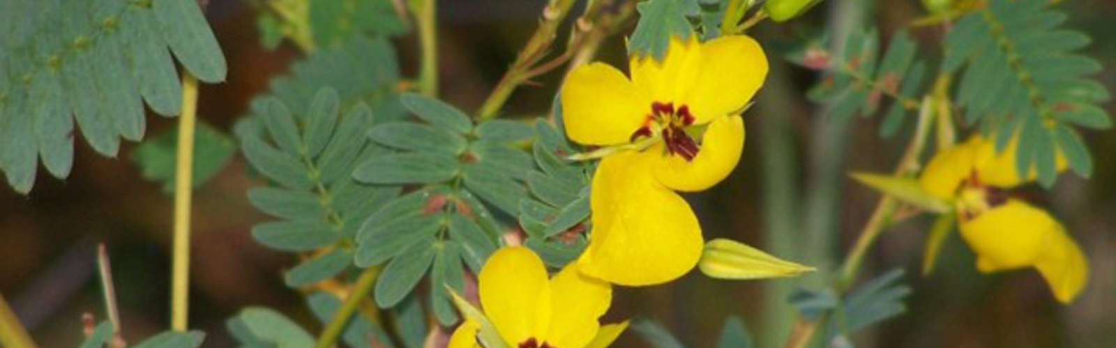 Yellow wildflowers bloom among feathery green leaves.