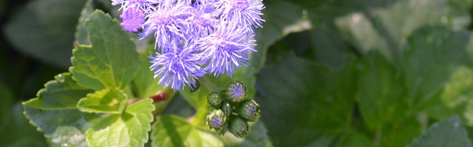 A cluster of small purple flowers bloom above leaves.