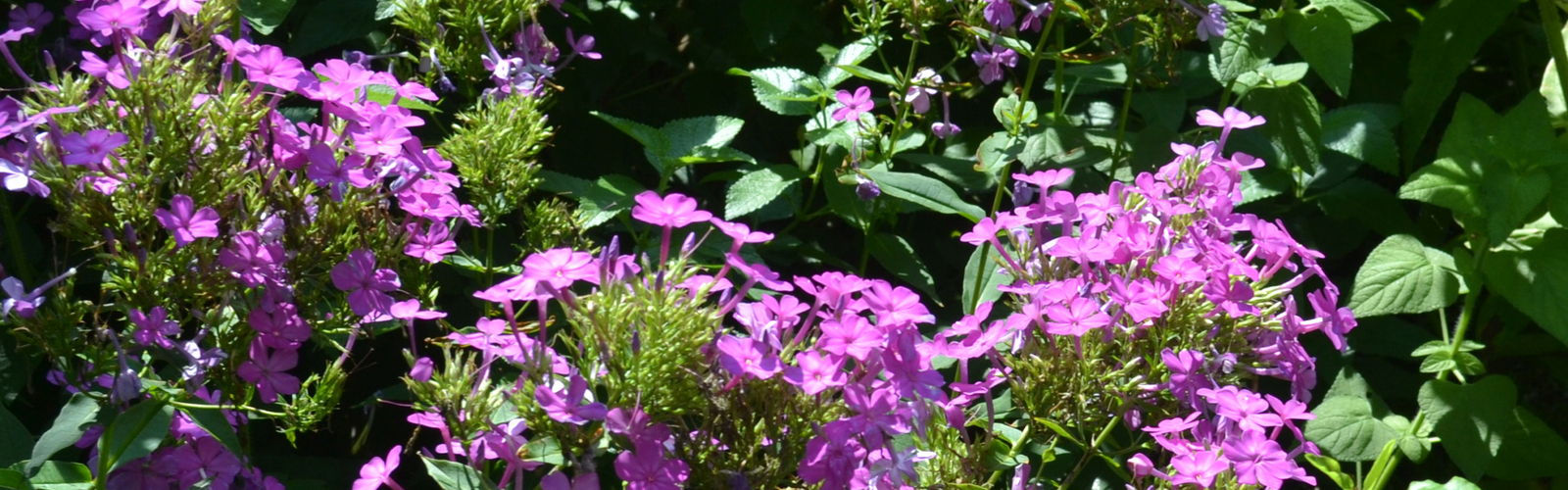 Tiny purple flowers grow in clusters.