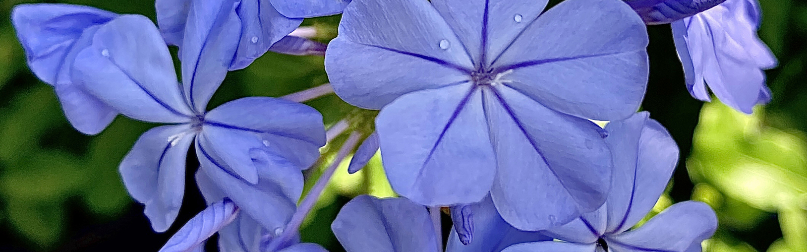 A cluster of blue flowers. Each has five petals. 
