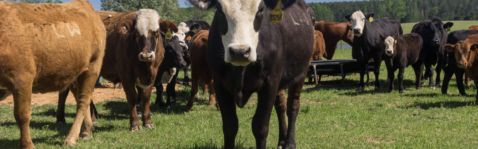 Black cow and calf stand in tall pasture grass while several other cattle graze in the background near a tree-lined field.