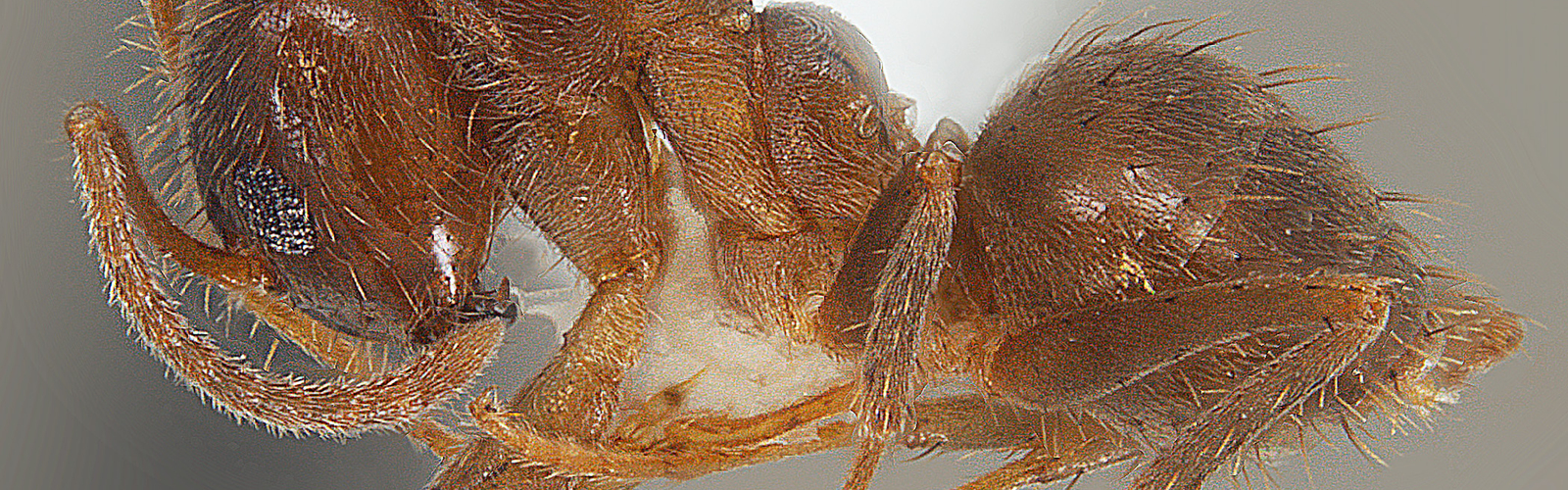 A brown ant specimen is shown with a marker for scale.