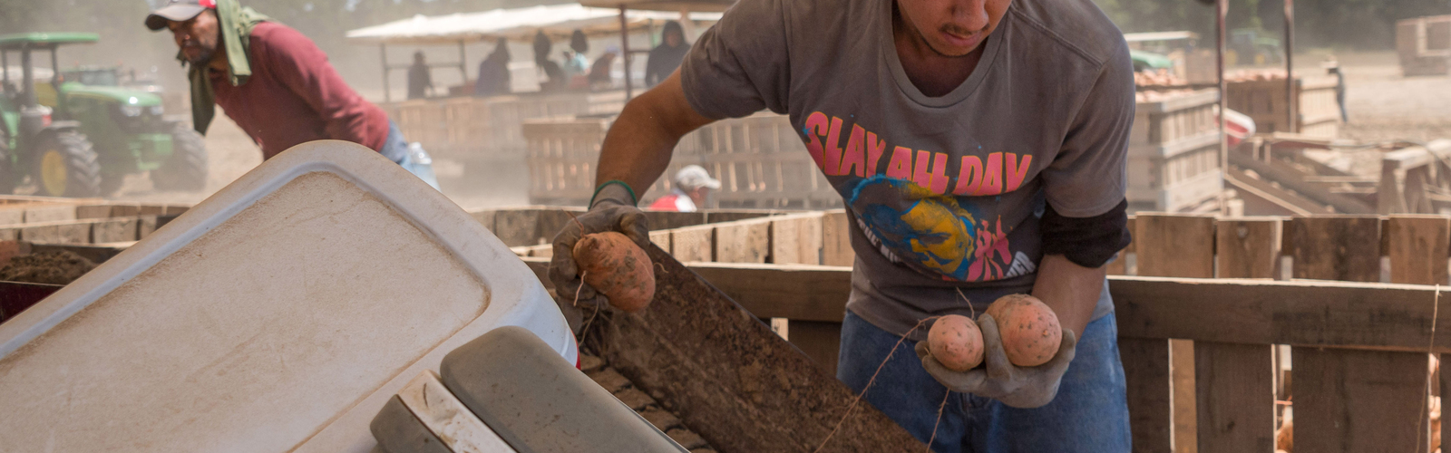 Two workers harvest sweet potatoes on machinery in a field.