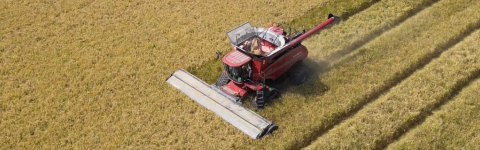 Two rice harvesting machines move through a rice field. 