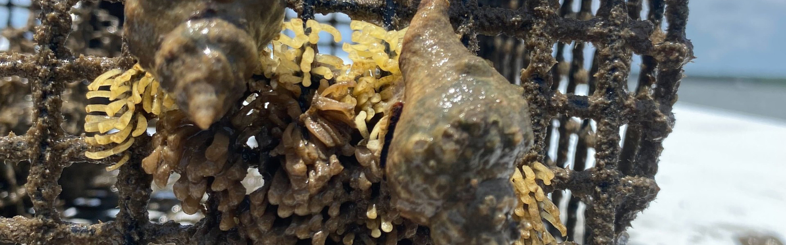 A weathered wire trap covered with marine growth, including two oyster drills attached to clusters of small organisms.
