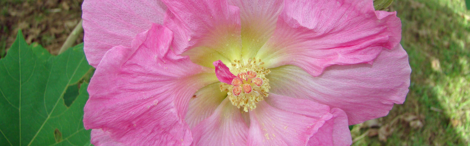 A large pink flower blooms against green leaves.