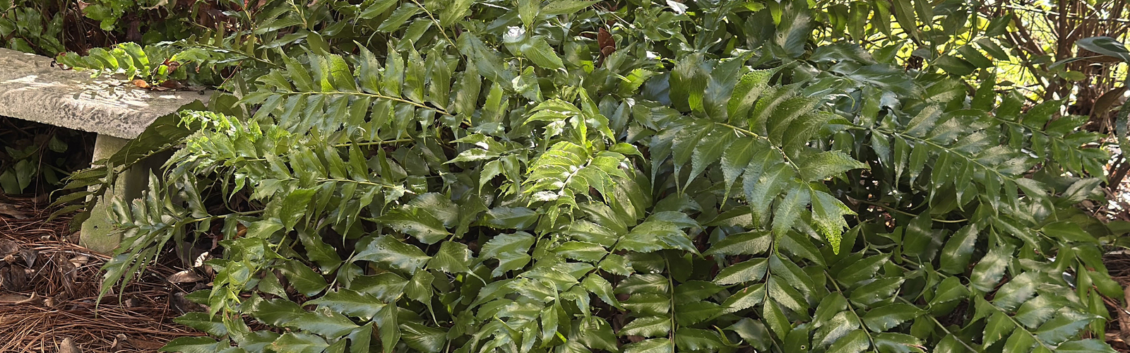 A large fern grows at the end of a garden bench.