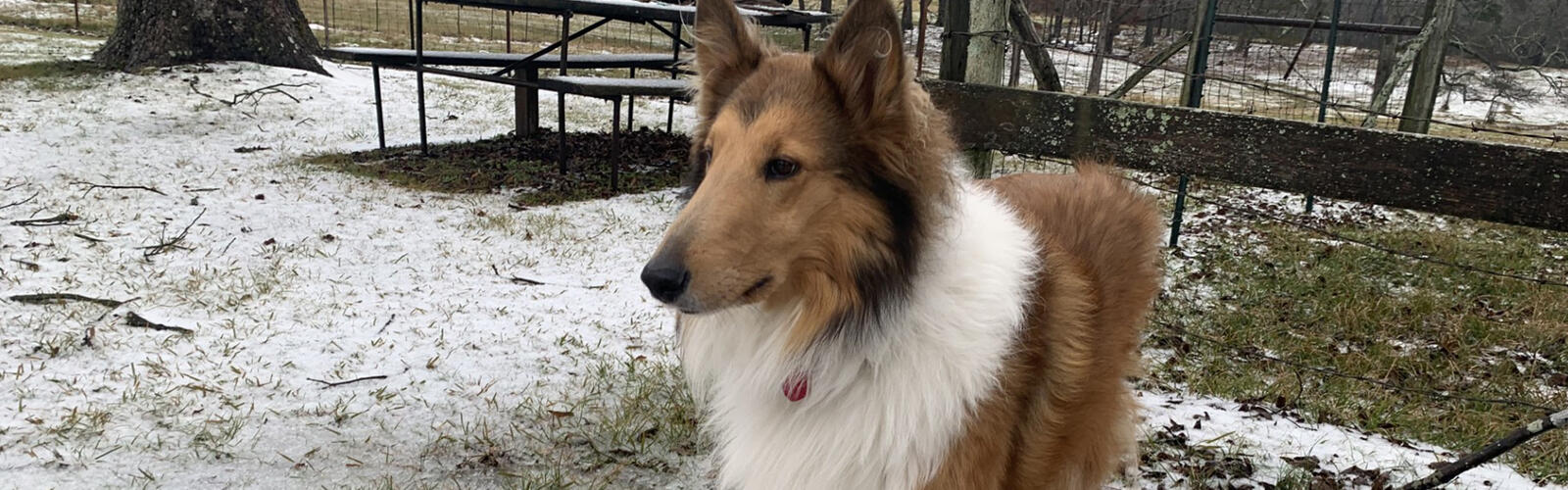 Collie dog stands in the snow.