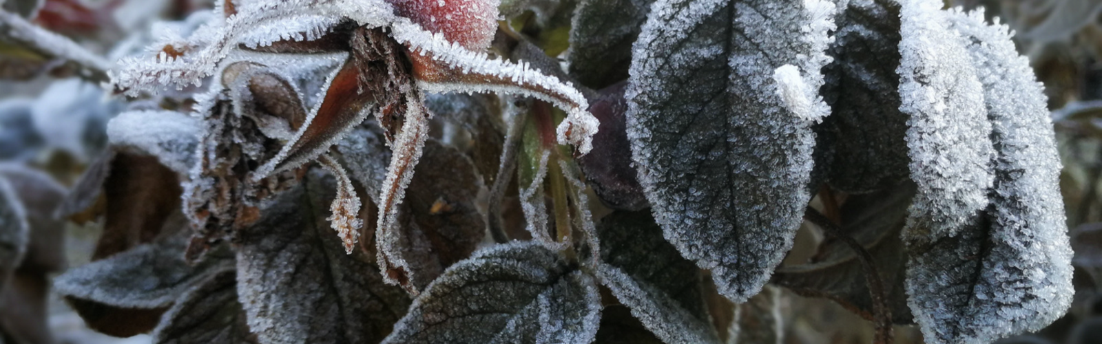 Frozen plants.