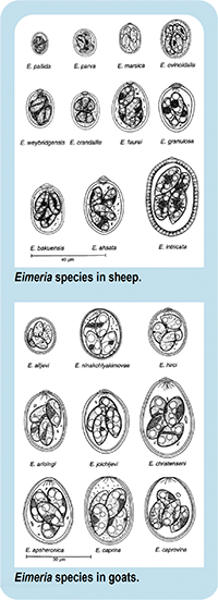 Top: Drawings of oocysts (eggs) of common species of Eimeria in sheep: E. pallida, E. parva, E. marsica, E. ovinoidalis, E. weybridgensis, E. crandallis, E. faurei, E. granulosa, E. bakuensis, E. ahsata, and E. intricata. Bottom: Drawings of oocysts (eggs) of common species of Eimeria in goats: E. alijevi, E. ninakohlyakimovae, E. hirci, E. arloingi, E. jolchijevi, E. christenseni, E. apsheronica, E. caprina, and E. caprovina.