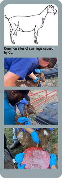 Top line drawing: a goat's profile with common CL swelling sites highlighted: behind the ears, under the jaw/neck, on the shoulders, and in the rear flank. Bottom photographs: 1. Grip the abscess. 2. Puncture it. 3. Drain it.