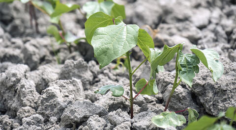 Close-up of young cotton seedlings sprouting from the soil, showing delicate green leaves. 