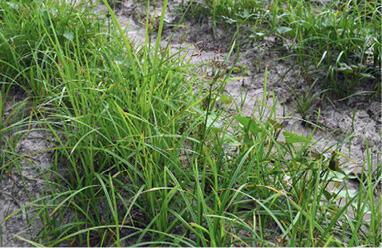 A closeup of a row of yellow and purple nutsedge. The green, grassy plant is very overgrown.