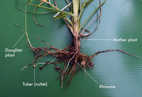 A singular nutsedge shoot is removed from the ground displayed with exposed roots. The parts of the plant are labeled to detail the locations of the daughter plant, tuber, and rhizome.