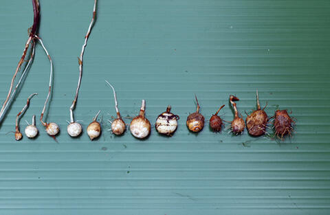 Yellow nutsedge tubers are lined up from the least amount of growth to the most mature.