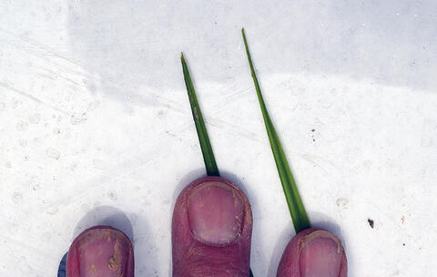 A hand shows two singular leaves of purple and yellow nutsedge, with one leaf blade featuring a sharper tip than the other.