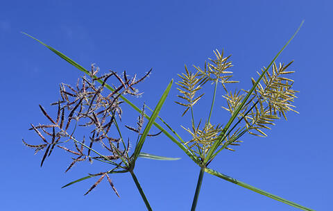 Purple and yellow nutsedge present stem-like blooms in their respective colors.