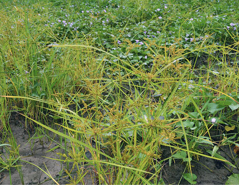 A large bush of yellow green rice nutsedge overtakes an area of a sweetpotato field.