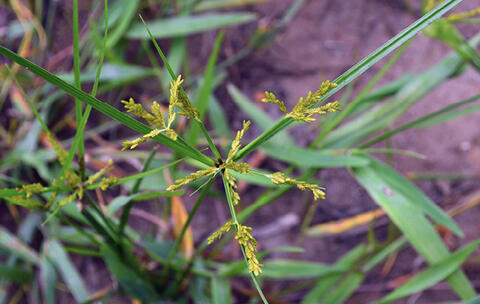A close up view of the foliage produced my rice flatsedge, which is yellowish-green.