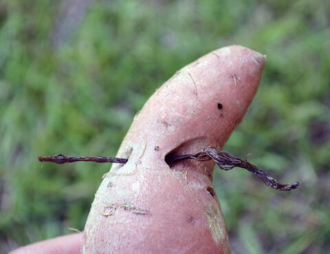 A close up view of how nutsedge can enter one side of a sweetpotato and grow out the other side.