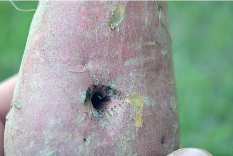 A nutsedge plant has burrowed into the side of a sweetpotato.