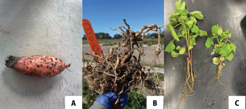 A sweet potato covered with brown, raised spots; a person in a field holds up a root mass with round growths on the roots; two plants with roots—one has larger leaves and roots than the other.