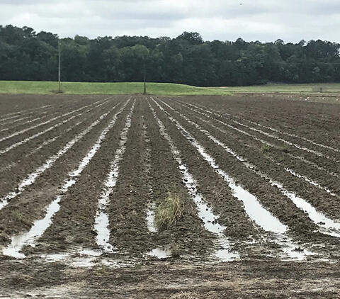 Row furrows in a field wet from irrigation.