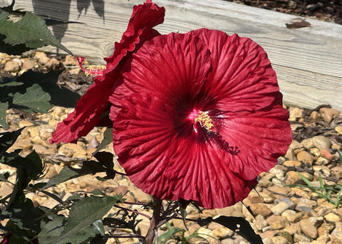 Two red flowers bloom back to back.