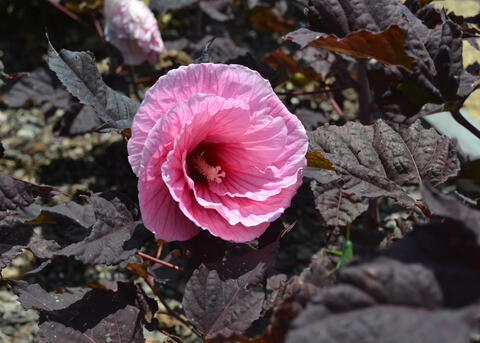 A large pink flower has layered petals against almost black leaves.