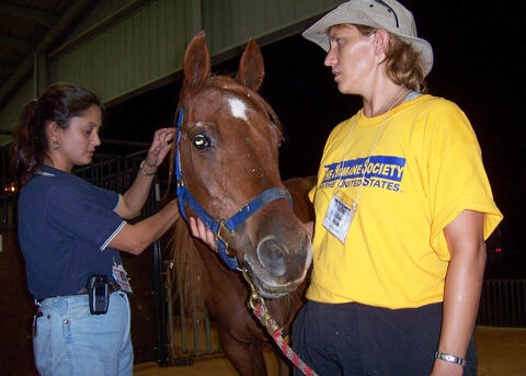 A veterinarian in casual clothing conducts a physical examination of a brown horse as a volunteer in a yellow shirt and tan bucket hat looks on.