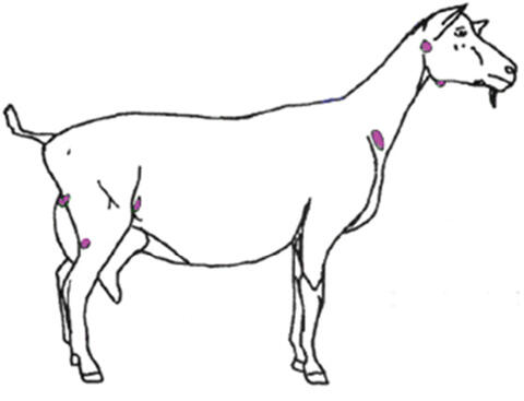 Line drawing of a goat's profile with common CL swelling sites highlighted: behind the ears, under the jaw/neck, on the shoulders, and in the rear flank.