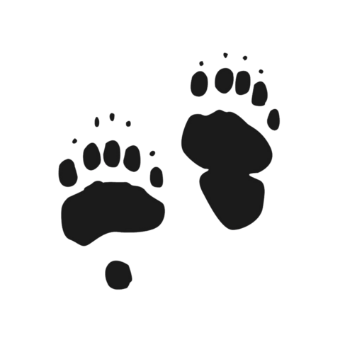 Black Bear Tracks