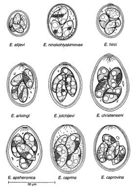 Drawings of oocysts (eggs) of common species of Eimeria in goats: E. alijevi, E. ninakohlyakimovae, E. hirci, E. arloingi, E. jolchijevi, E. christenseni, E. apsheronica, E. caprina, and E. caprovina.