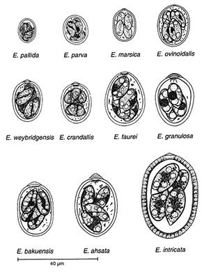 Drawings of oocysts (eggs) of common species of Eimeria in sheep: E. pallida, E. parva, E. marsica, E. ovinoidalis, E. weybridgensis, E. crandallis, E. faurei, E. granulosa, E. bakuensis, E. ahsata, and E. intricata.