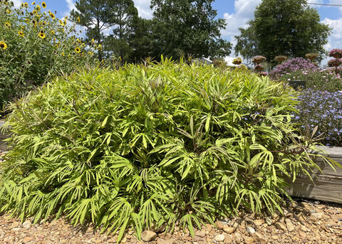 A green plant grows in a lush mound.