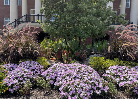 A landscape in front of a building with columns has purple flowers.