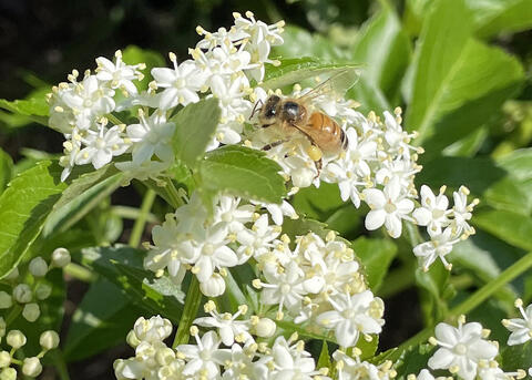 A bee rests on small white blooms.