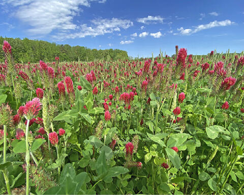 A field of tall, green plants with bright pink flowers.