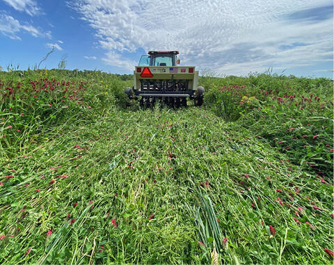 A tractor flattens a strip of tall, green plants in a field.