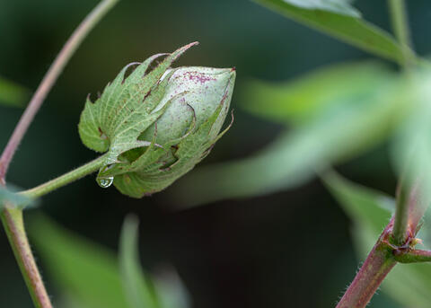 A branch has a single cotton boll.