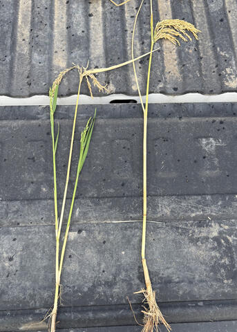 Two grassy plants lie side by side on a truck tailgate.
