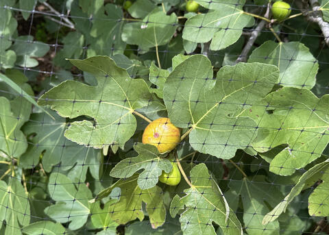 Thin, black netting covers green leaves.