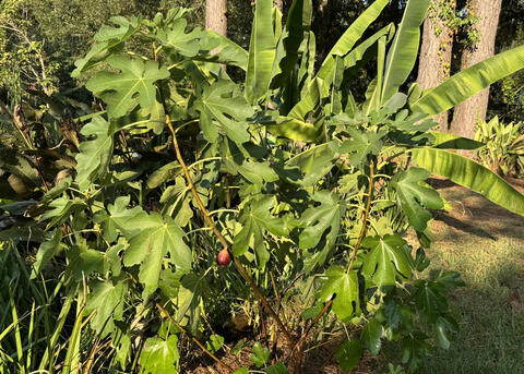 A small fig tree has large leaves.