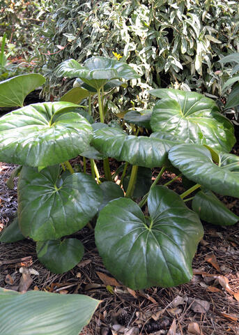 A plant has large, shiny green leaves.