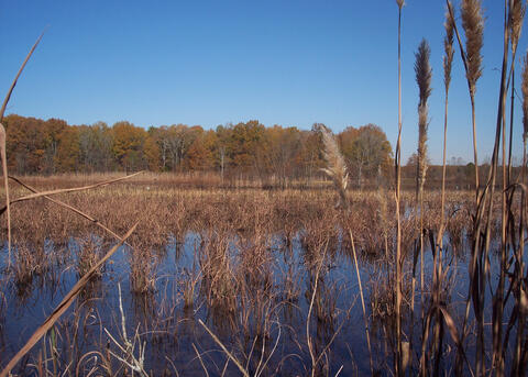 Wetlands with tall grasses reflected in calm water, and a backdrop of trees with autumn foliage under a clear blue sky.