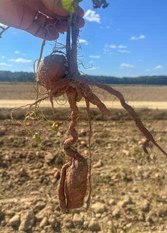 A hand holds up a sweet potato vine.
