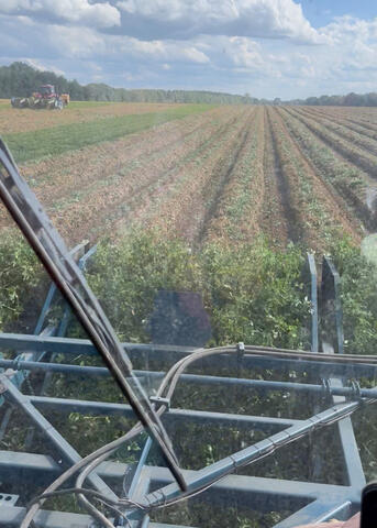 Crop rows extend away from the front of a tractor.