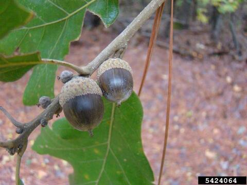 Post oak acorn